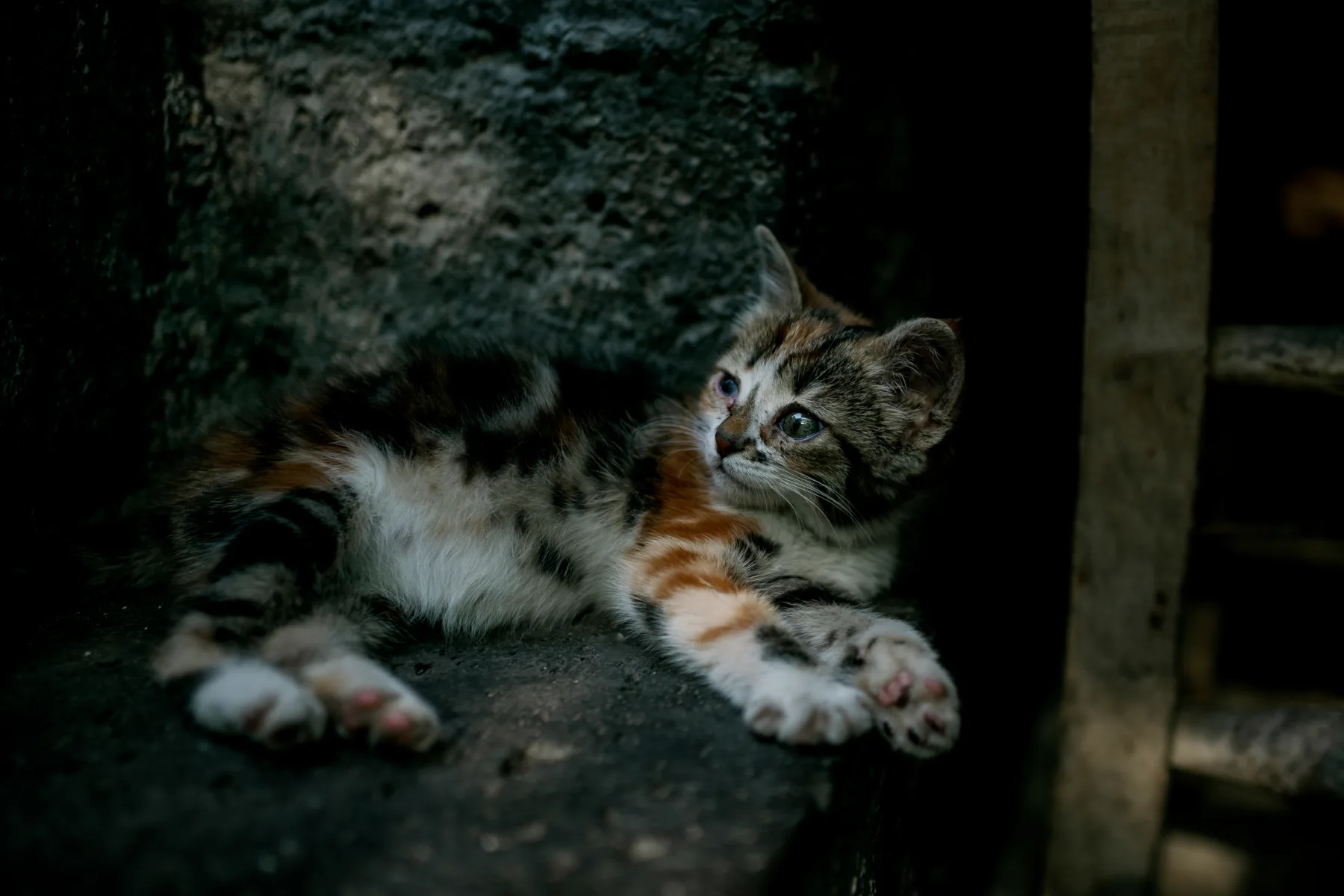 Tabby and white kitten stretched on ground near stone wall